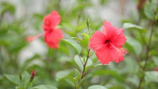 鲜花草木