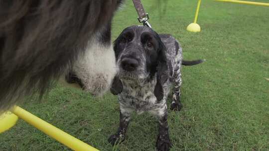 比格犬视频素材模板下载