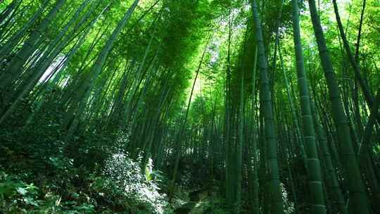 竹海 竹林 经济林 环境优美