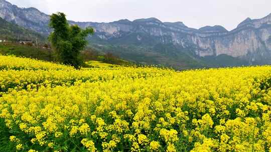 湖北恩施美丽春天农村三农油菜花花海