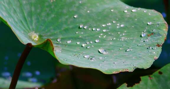 雨后荷叶上的露水珠