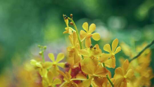 花，黄色，花瓣，叶子