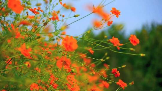 唯美花花草草春天气息