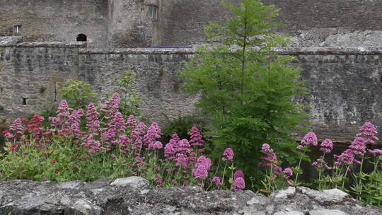 古城堡墙边生长的花卉