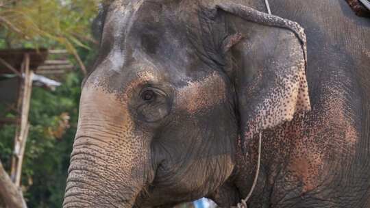 大象挥舞着耳朵和鼻子慢动作泰国芭堤雅