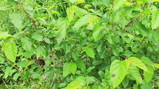 农村房屋花草树木绿色植物菜园