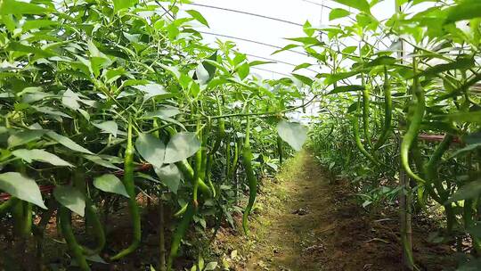 辣椒大棚种植视频素材模板下载