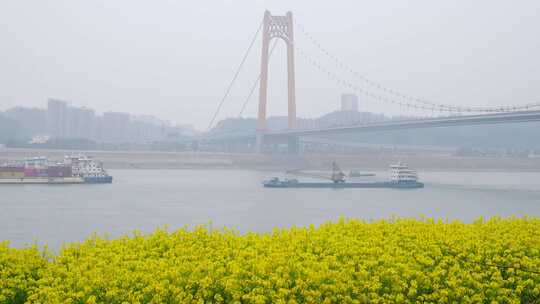 相机4K宜昌伍家岗长江大桥江南江岸油菜花6