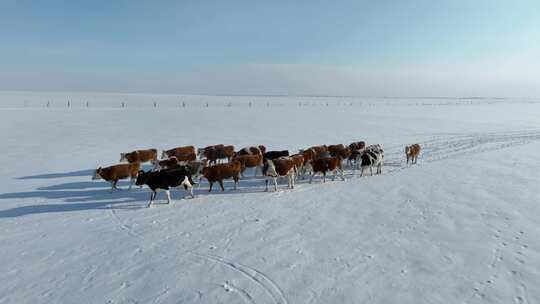 航拍呼伦贝尔冬季草原牛群-87