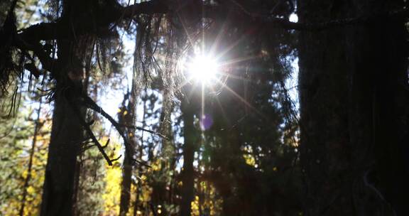 秋季森林树木植物阳光