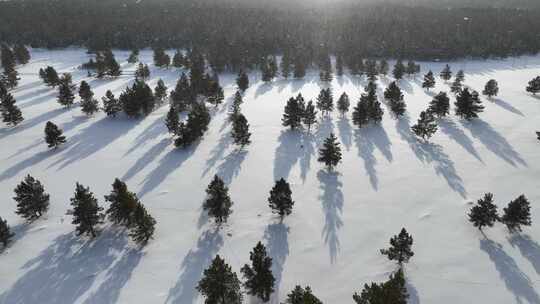 下雪时的林海雪原樟子松松林视频素材模板下载