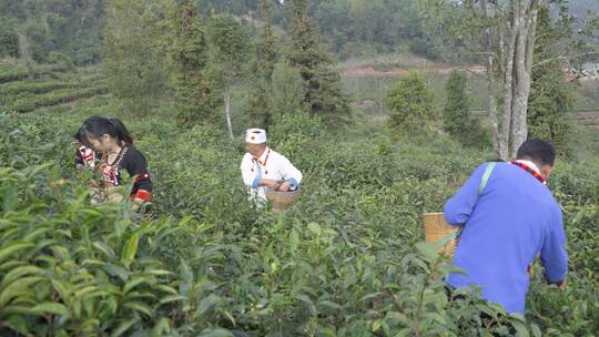 茶园采茶特写镜头