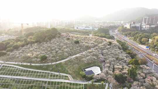 中国广东省广州市黄埔区市民广场梅花