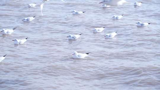 海面上海鸥群游弋画面