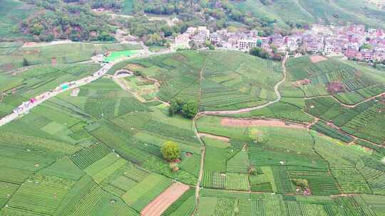 杭州龙坞西湖龙井茶园风景航拍