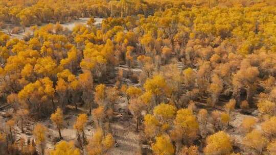 秋天胡杨林俯瞰景象