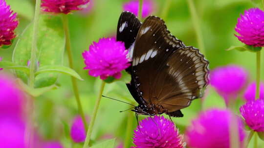 蝴蝶停在花朵上特写视频素材模板下载