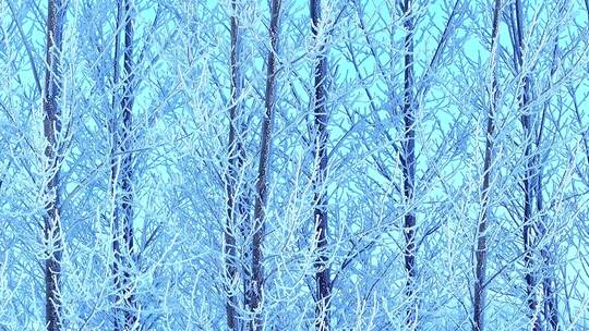 东北田野冰雪景观树挂雪松