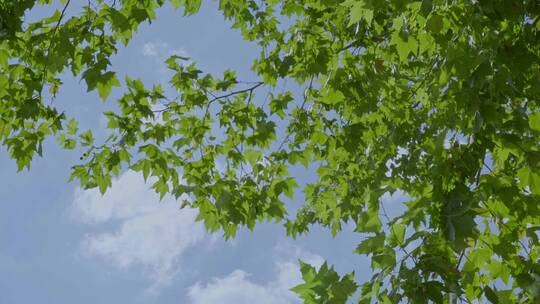 夏日唯美清晰树梢天空视频素材模板下载
