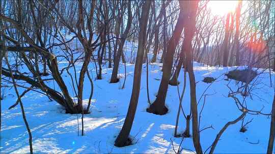 雪后阳光下的山林