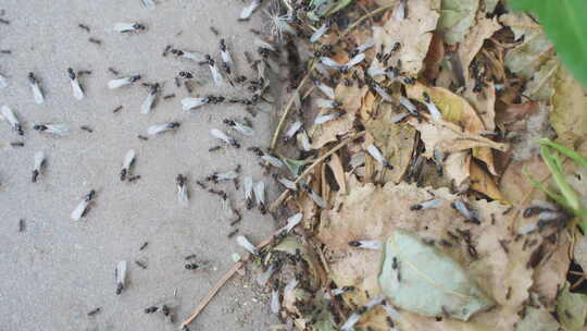 蚂蚁飞蚁忙碌爬行迁徙密集视频素材模板下载