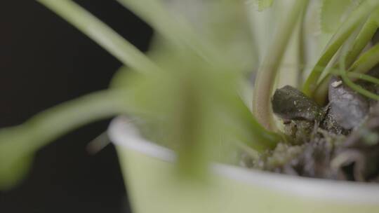 热带植物捕蚊草LOG视频素材模板下载