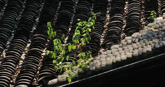 古镇绿色植物屋顶瓦片阳光光影局部特写