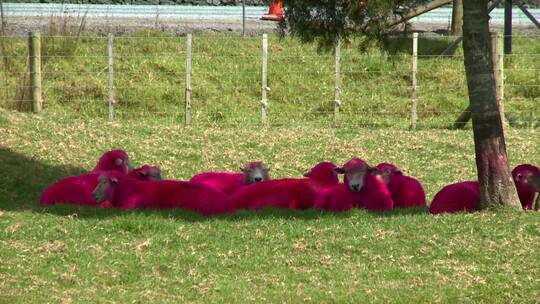 粉红色的羊群躺在树荫下