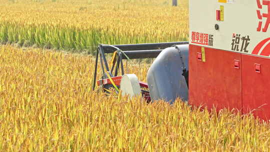 【合集】秋天水稻小麦收割机
