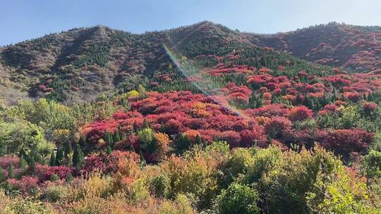 济南捎近村，秋天满山红叶成近郊游