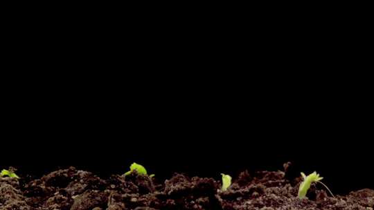 嫩绿色的幼苗从土壤中钻出并长高