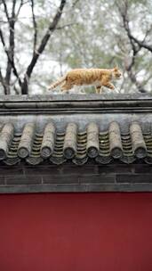 春季北京大觉寺围墙上行走的猫