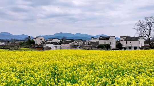 航拍安徽黟县油菜花田4K