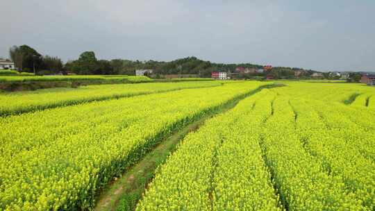 湖南衡东县乡村田野油菜花自然风光航拍4k