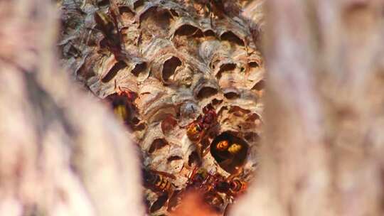 蜜蜂蜂巢 蜜蜂窝