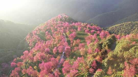 云南大理无量山樱花谷日出冬樱花和茶园航拍