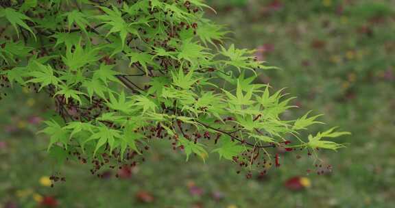 春天唯美枫叶嫩叶枫树开花枫树花