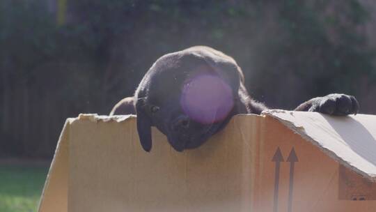 箱子中晒太阳的拉布拉多小狗