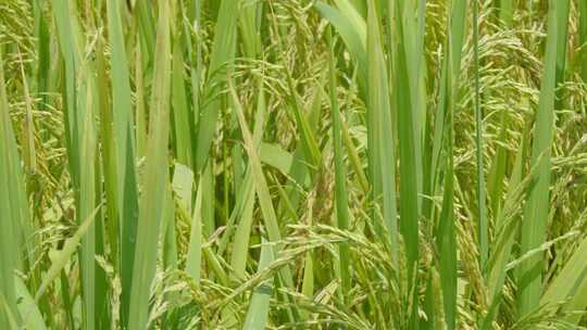 稻子水稻稻穗农村农作物