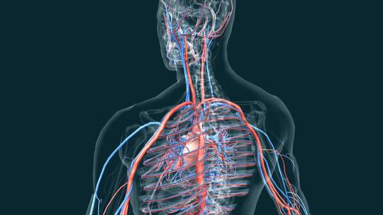 医学人体血管循环系统三维动画