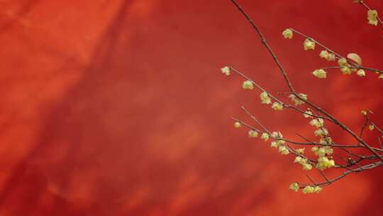 白马寺报春花春暖花开唯美画面