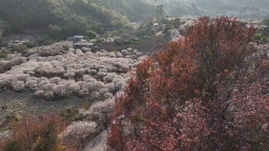 中国广东省广州市从化区广州流溪东星村梅花