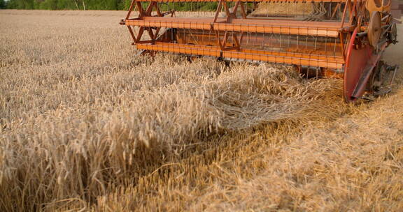 收割机收割小麦
