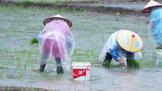 农民插秧