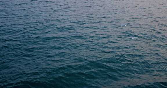 大海海面飞翔的海鸥