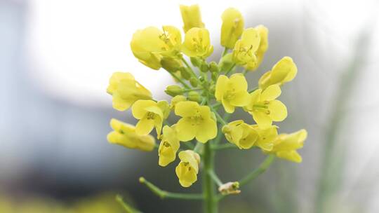 金黄色油菜花