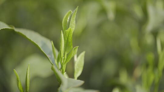 茶茶叶红茶艺采茶泡茶红茶山春茶道茶园农业