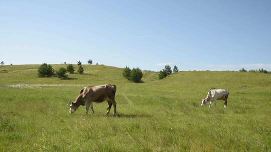 绿色牧场上吃草的奶牛