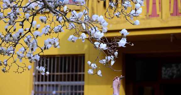 古风建筑旁500年白玉兰盛放