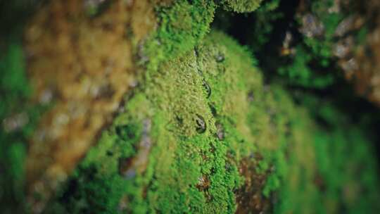 森林苔藓春雷春雨春天绿植雨滴水滴2607